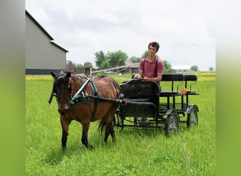 Weitere Ponys/Kleinpferde, Stute, 10 Jahre, 119 cm, Rotbrauner