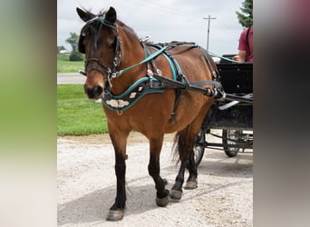 Weitere Ponys/Kleinpferde, Stute, 10 Jahre, 119 cm, Rotbrauner