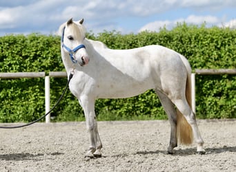 Weitere Ponys/Kleinpferde, Stute, 10 Jahre, 122 cm, Schimmel
