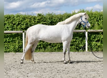 Weitere Ponys/Kleinpferde, Stute, 10 Jahre, 127 cm, Schimmel