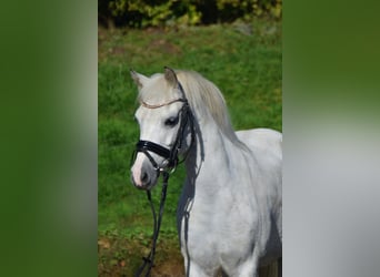 Weitere Ponys/Kleinpferde, Stute, 10 Jahre, 130 cm, Schimmel