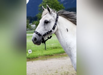 Weitere Ponys/Kleinpferde, Stute, 10 Jahre, 140 cm, Schimmel
