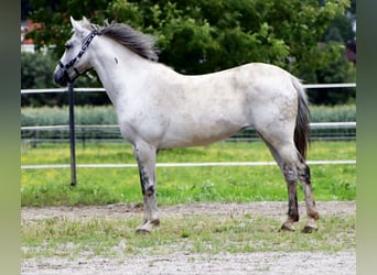 Weitere Ponys/Kleinpferde, Stute, 10 Jahre, 140 cm, Schimmel