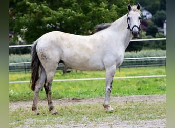 Weitere Ponys/Kleinpferde, Stute, 10 Jahre, 140 cm, Schimmel