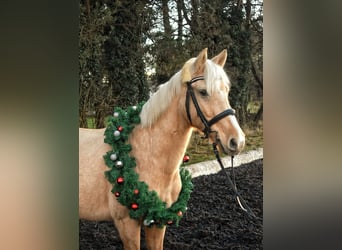 Weitere Ponys/Kleinpferde, Stute, 10 Jahre, 142 cm