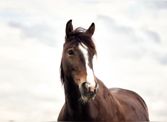 Weitere Ponys/Kleinpferde Mix, Stute, 10 Jahre, 149 cm, Brauner