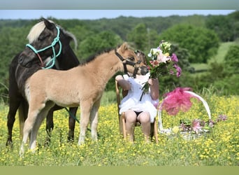 Weitere Ponys/Kleinpferde, Stute, 10 Jahre, 91 cm, Falbe