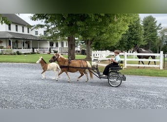 Weitere Ponys/Kleinpferde, Stute, 10 Jahre, 97 cm, Schecke