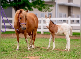 Weitere Ponys/Kleinpferde, Stute, 10 Jahre, 97 cm, Schecke
