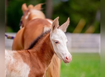 Weitere Ponys/Kleinpferde, Stute, 10 Jahre, 97 cm, Schecke