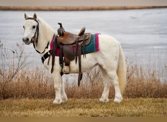 Weitere Ponys/Kleinpferde, Stute, 10 Jahre, 97 cm, Schimmel