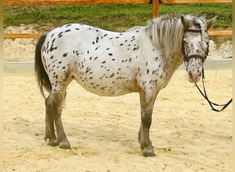 Weitere Ponys/Kleinpferde, Stute, 11 Jahre, 118 cm, Tigerschecke
