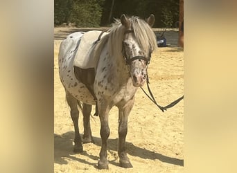 Weitere Ponys/Kleinpferde, Stute, 11 Jahre, 118 cm, Tigerschecke