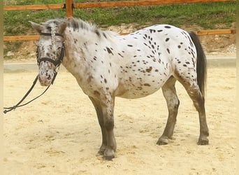 Weitere Ponys/Kleinpferde, Stute, 11 Jahre, 118 cm, Tigerschecke