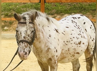 Weitere Ponys/Kleinpferde, Stute, 11 Jahre, 118 cm, Tigerschecke