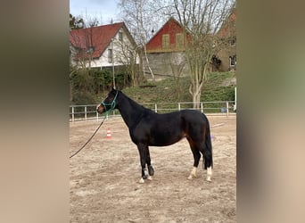 Weitere Ponys/Kleinpferde, Stute, 11 Jahre, 142 cm, Schwarzbrauner