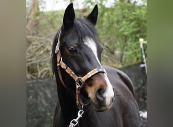 Weitere Ponys/Kleinpferde, Stute, 11 Jahre, 142 cm, Schwarzbrauner
