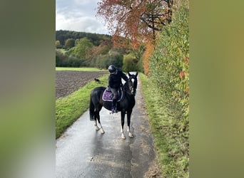 Weitere Ponys/Kleinpferde, Stute, 11 Jahre, 142 cm, Schwarzbrauner