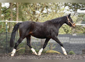 Weitere Ponys/Kleinpferde, Stute, 11 Jahre, 142 cm, Schwarzbrauner