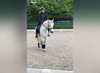 Weitere Ponys/Kleinpferde, Stute, 11 Jahre, 145 cm, Apfelschimmel