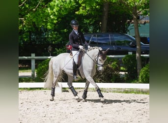 Weitere Ponys/Kleinpferde, Stute, 11 Jahre, 145 cm, Apfelschimmel