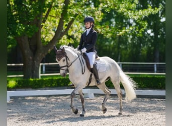 Weitere Ponys/Kleinpferde, Stute, 11 Jahre, 145 cm, Apfelschimmel