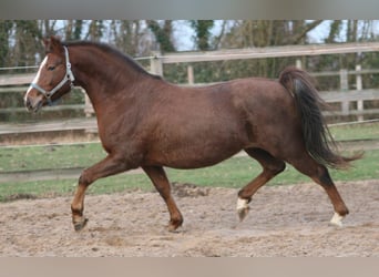 Weitere Ponys/Kleinpferde, Stute, 11 Jahre, 146 cm, Fuchs