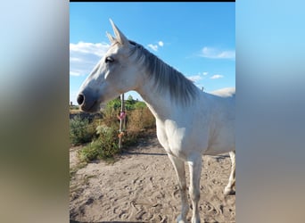 Weitere Ponys/Kleinpferde, Stute, 11 Jahre, 155 cm, Fliegenschimmel