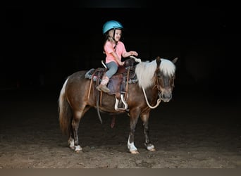 Weitere Ponys/Kleinpferde, Stute, 11 Jahre, 86 cm, Grullo