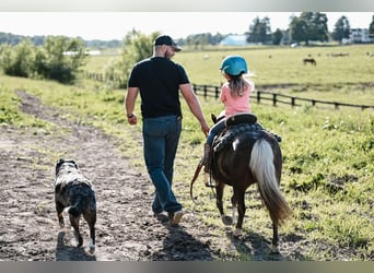 Weitere Ponys/Kleinpferde, Stute, 11 Jahre, 86 cm, Grullo