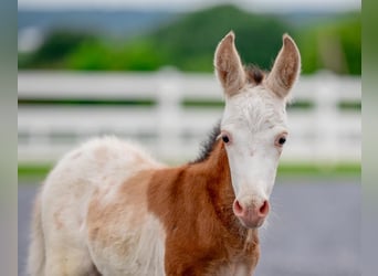Weitere Ponys/Kleinpferde, Stute, 11 Jahre, 97 cm, Schecke