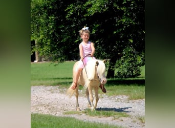 Weitere Ponys/Kleinpferde, Stute, 11 Jahre, 99 cm, Palomino