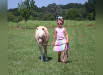 Weitere Ponys/Kleinpferde, Stute, 11 Jahre, 99 cm, Palomino