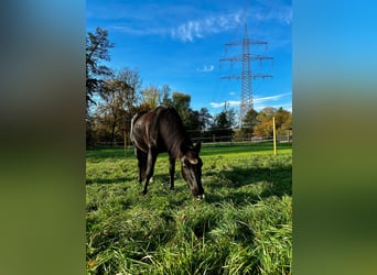 Weitere Ponys/Kleinpferde Mix, Stute, 11 Jahre