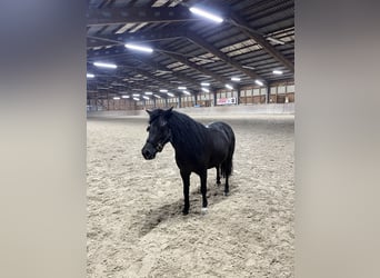 Weitere Ponys/Kleinpferde, Stute, 12 Jahre, 110 cm, Rappe