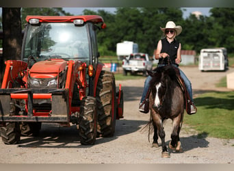 Weitere Ponys/Kleinpferde, Stute, 12 Jahre, 124 cm, Roan-Bay