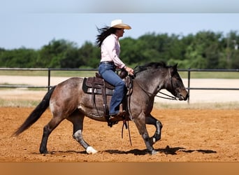 Weitere Ponys/Kleinpferde, Stute, 12 Jahre, 124 cm, Roan-Bay