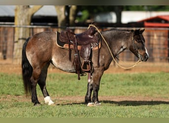 Weitere Ponys/Kleinpferde, Stute, 12 Jahre, 124 cm, Roan-Bay