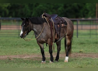 Weitere Ponys/Kleinpferde, Stute, 12 Jahre, 124 cm, Roan-Bay