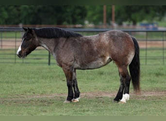 Weitere Ponys/Kleinpferde, Stute, 12 Jahre, 124 cm, Roan-Bay