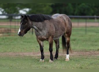 Weitere Ponys/Kleinpferde, Stute, 12 Jahre, 124 cm, Roan-Bay