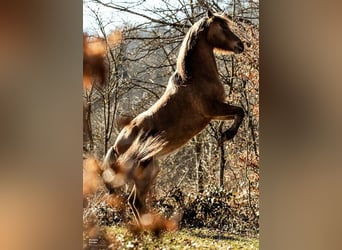 Weitere Ponys/Kleinpferde, Stute, 12 Jahre, 136 cm