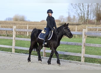 Weitere Ponys/Kleinpferde, Stute, 12 Jahre, 140 cm, Rappe