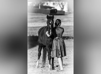 Weitere Ponys/Kleinpferde Mix, Stute, 12 Jahre, 145 cm, Rappe