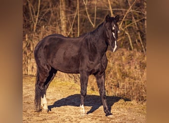 Weitere Ponys/Kleinpferde Mix, Stute, 12 Jahre, 145 cm, Rappe