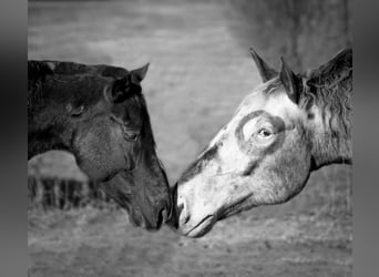 Weitere Ponys/Kleinpferde Mix, Stute, 12 Jahre, 145 cm, Rappe