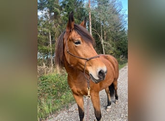 Weitere Ponys/Kleinpferde Mix, Stute, 12 Jahre, 160 cm, Brauner