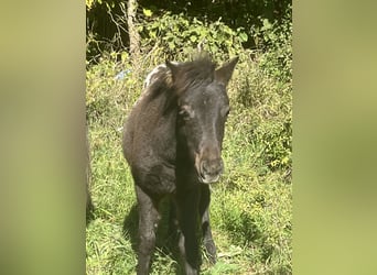 Weitere Ponys/Kleinpferde, Stute, 13 Jahre, 120 cm, Rappschimmel