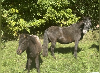 Weitere Ponys/Kleinpferde, Stute, 13 Jahre, 120 cm, Rappschimmel