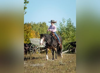 Weitere Ponys/Kleinpferde, Stute, 13 Jahre, 122 cm, Brauner